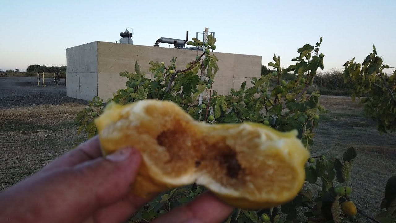 Golden Riverside Fig(UCR 278-128) ゴールデンリバーサイド イチジク