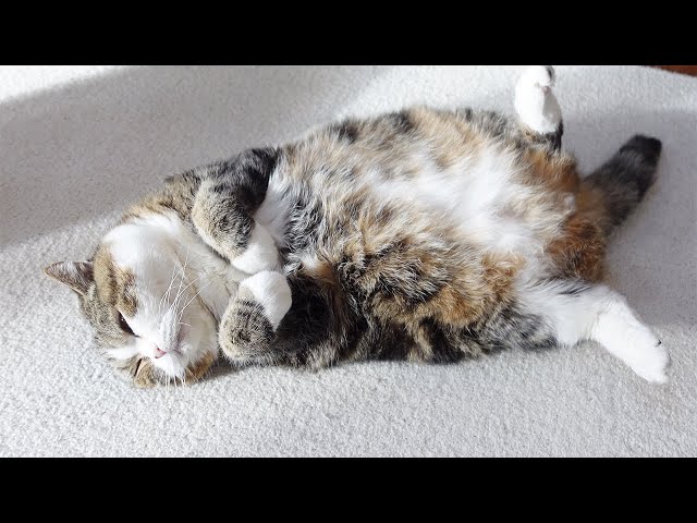 Maru is 360° cute creature in the sun. - YouTube