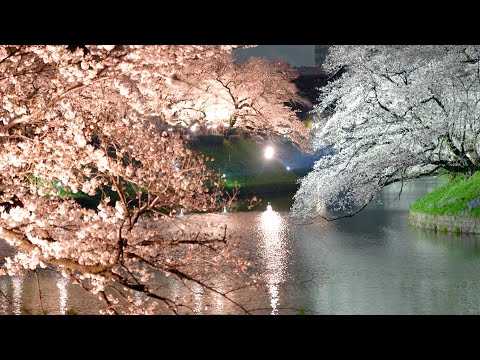 Cherry Blossoms in Full Bloom, Tokyo 2025 - YouTube