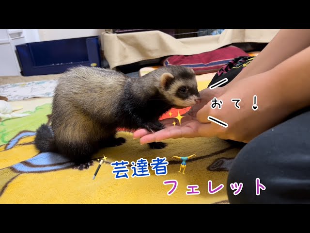 お手ができる天才【フェレット】現る！🐼✨#ダウくん#お手#ferret