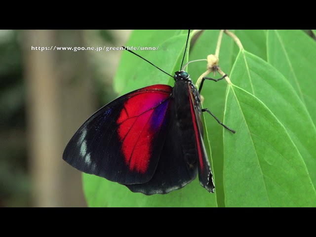 ベアタミイロタテハとクラウディーナミイロタテハの雑種の飛翔 Agrias