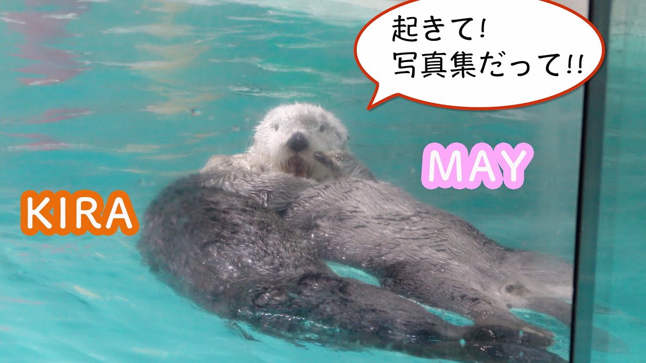 祝・写真集発売!【ラッコのメイちゃんとキラちゃん】お食事タイムの