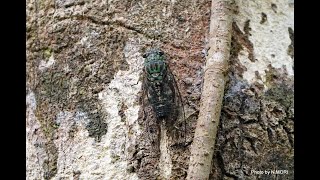 オオシマゼミ - YouTube