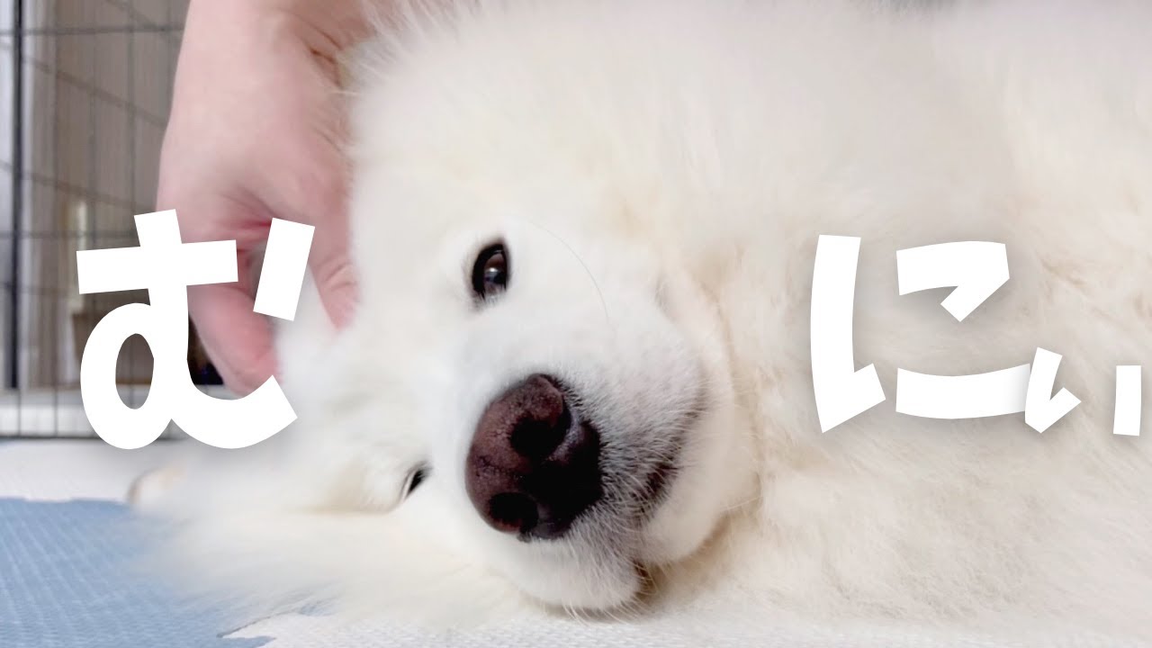 サモエドがパパと男2人暮らしになった日 - YouTube