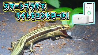 めちゃ楽】ニホントカゲ水槽のライト照射時間を8時間から6時間にする