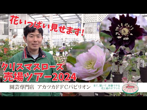 花いっぱい見せます！クリスマスローズ売り場ツアー2024年版【園芸専門