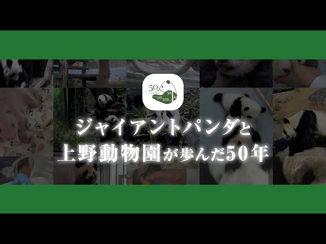 ジャイアントパンダと上野動物園が歩んだ50年 - YouTube