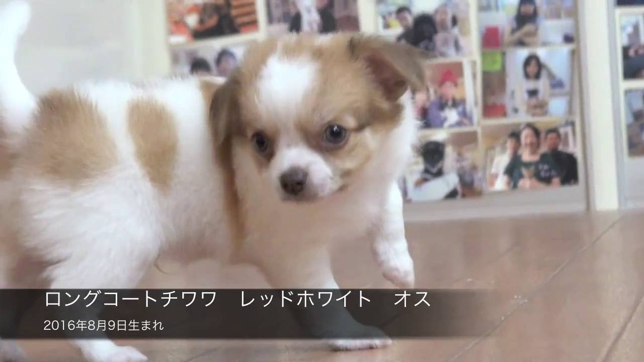ロングコートチワワ レッドホワイト オス 2016年8月9日生まれ - YouTube
