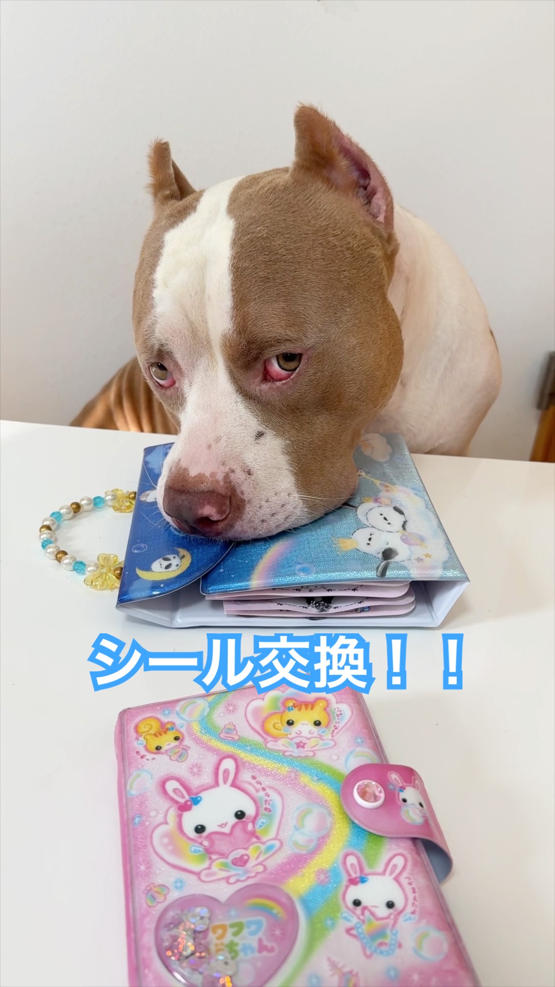 Rocky and I exchanged stickers! Is the rate correct this time