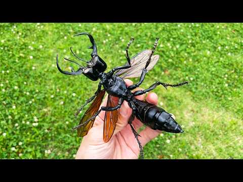 これが幻のハチ『メガララ・ガルーダ』 - YouTube