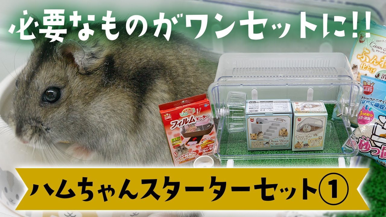 必要なものがワンセット】ハムちゃんスターターセット① - YouTube