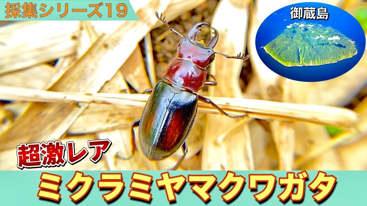 19種目】レア度100！絶海の孤島で見るミクラミヤマクワガタは最高