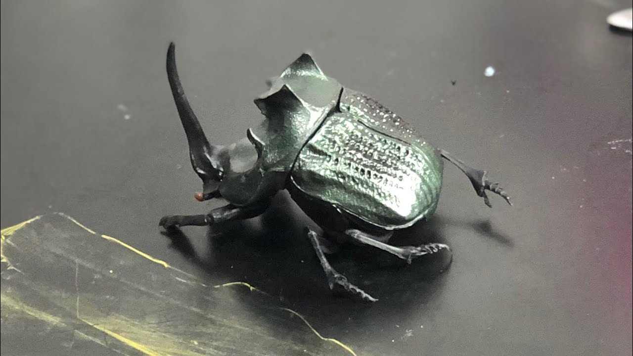 最大級エンシフェールニジダイコクコガネ52mm 51mm