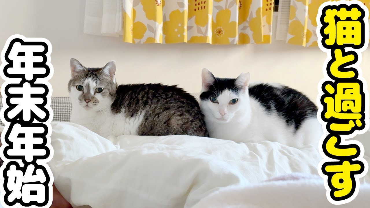 Spending New Year's with My Cat｜A Record of a Few Days When