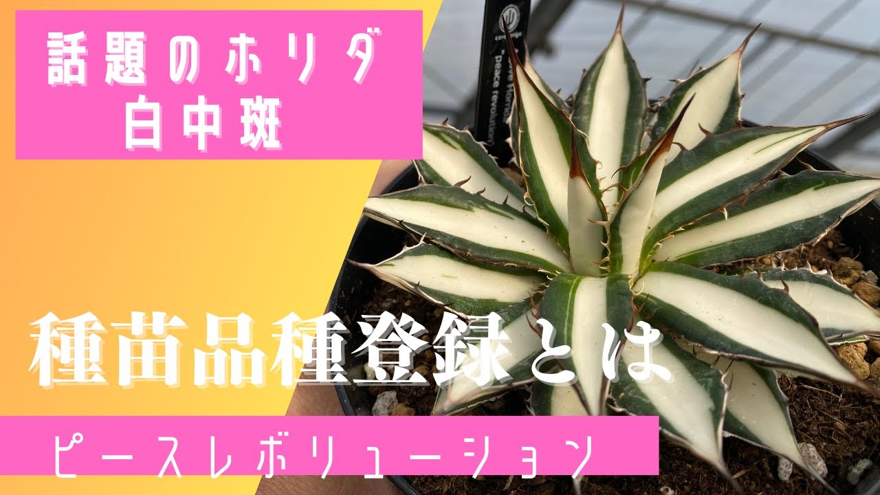 Introducing the popular Agave horida white spotted 