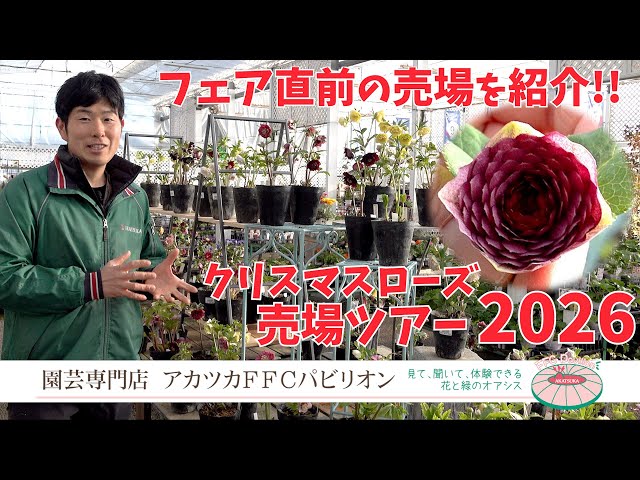 2026 Latest Edition! Introducing the Christmas Rose Sales Area