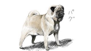 犬の絵を描く(パグ) Drawing a Dog(Pug). - YouTube