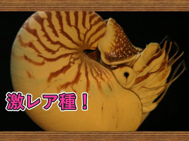 水族館編】日本でここだけ！？生きた化石「オウムガイ」を見てきた