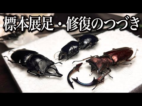 標本展足修復のつづき - YouTube