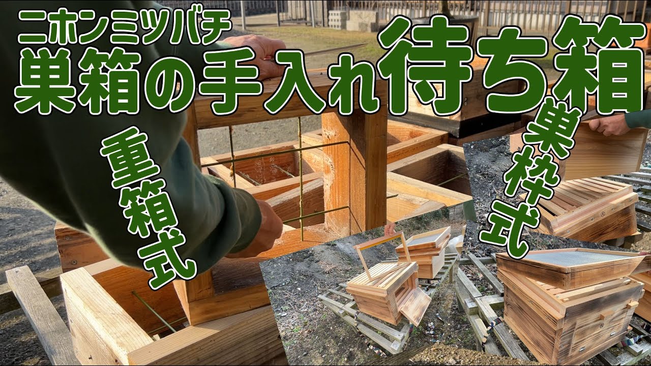 ニホンミツバチを手に入れよう！待ち箱に使用する巣箱の手入れ.待ち箱