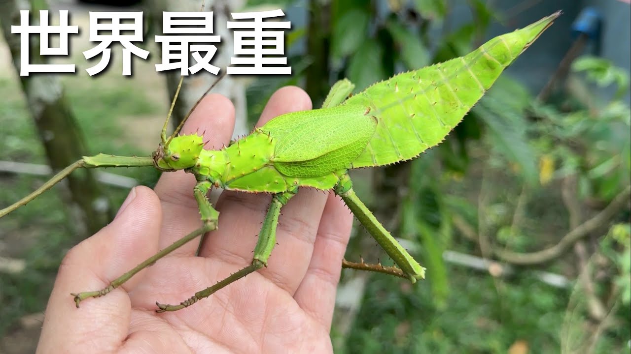 The world's heaviest insect, the Sakadachikonohanafushi, was