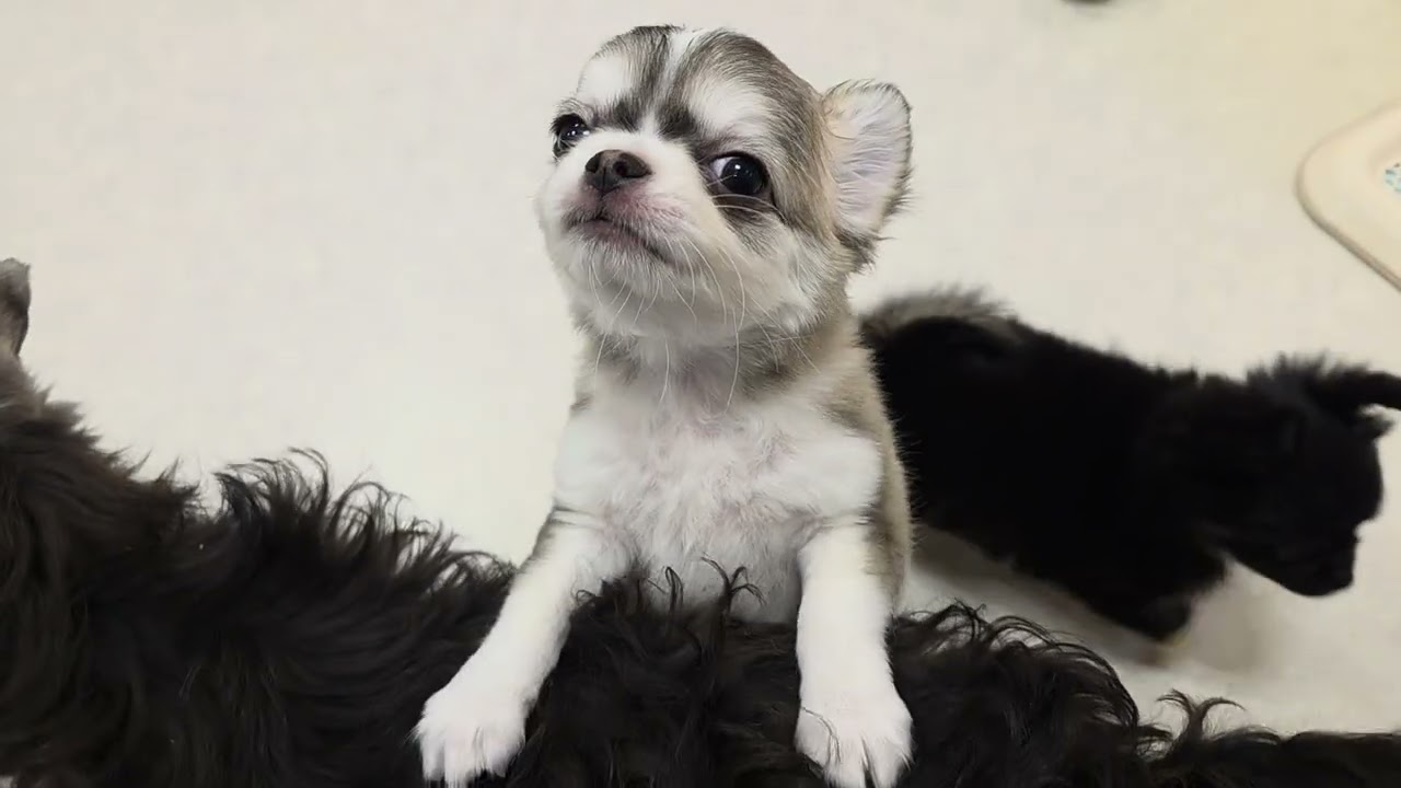 62335 チワワ - YouTube