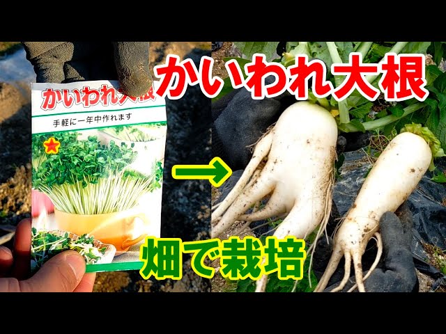 かいわれ大根を畑で栽培すると大根になるのか？radish sprouts - YouTube