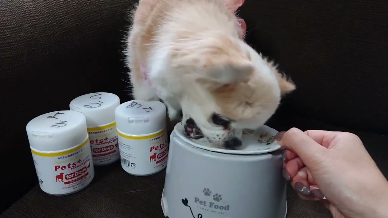 犬専用サプリメント ペッツプラス プレミアムアイX5 | ペッツプレミア