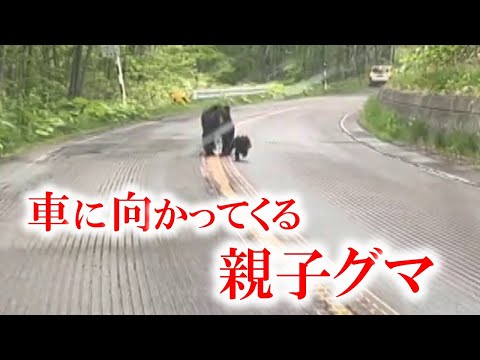車に向かって突進するクマ 親子グマか…後退する車を威嚇するように