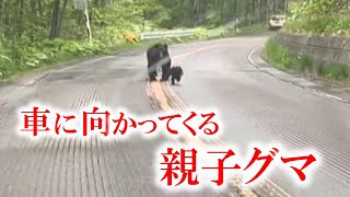 車に向かって突進するクマ 親子グマか…後退する車を威嚇するように