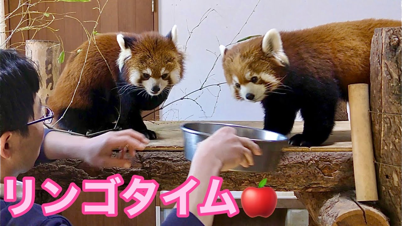 レッサーパンダ キントキくんとキナコちゃん リンゴタイム入ります