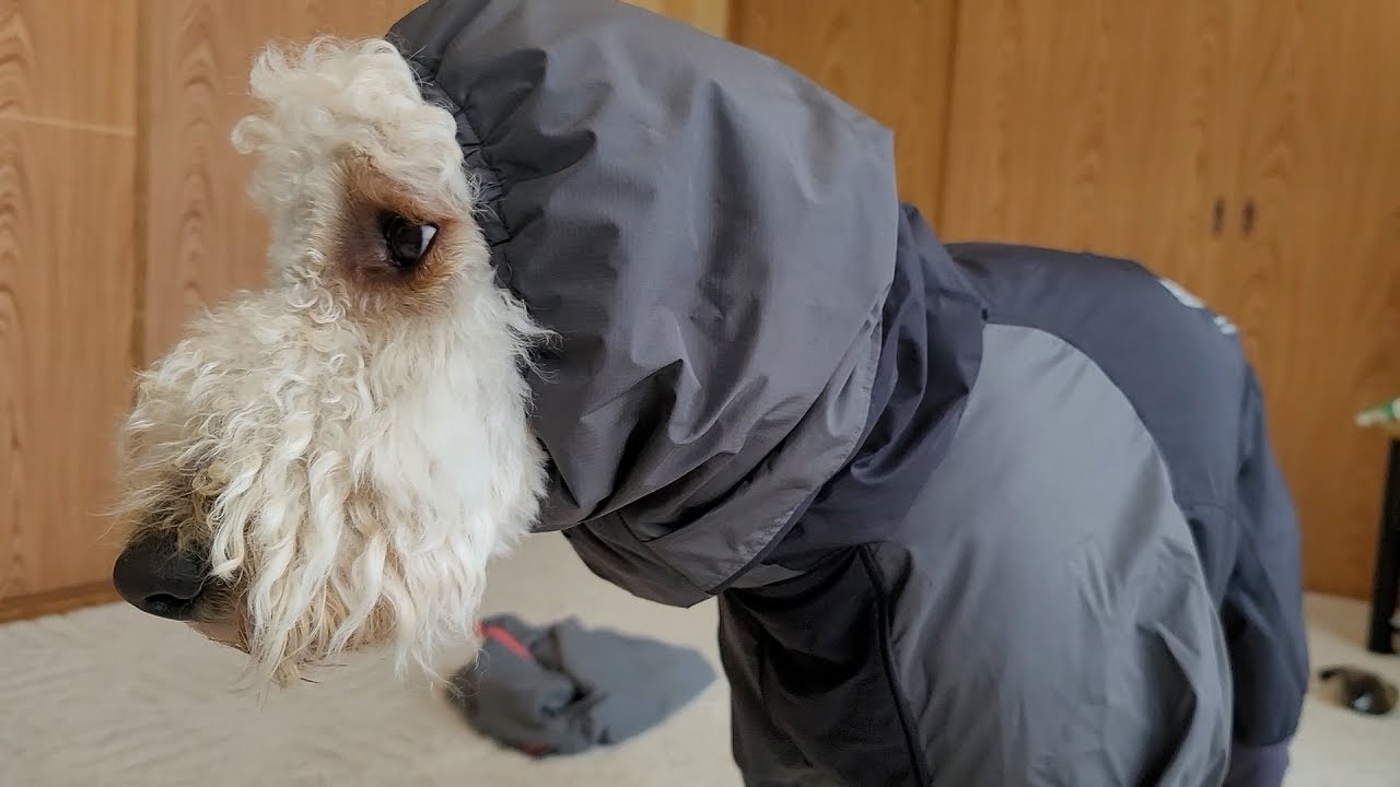 アルファアイコンのスノードッグガードを着せて脱がせました🌈 - YouTube