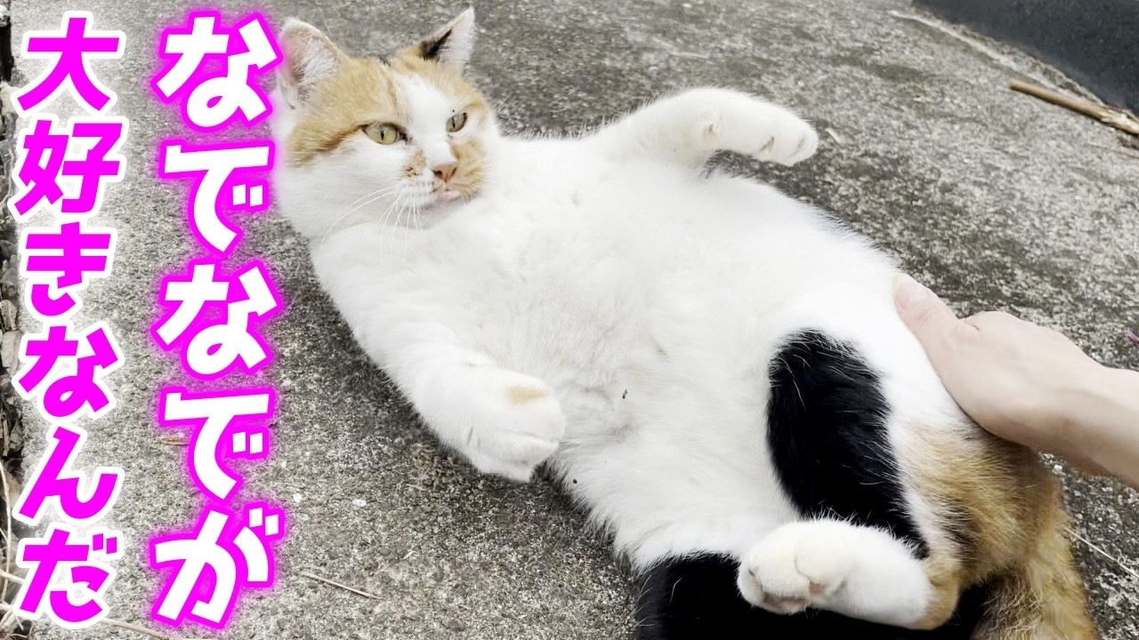 三毛母猫を撫でたらメッチャ可愛い声で喜んでくれました…♡[三毛母猫