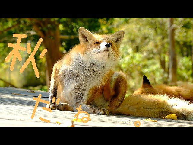 金色の.のんびりキツネ.秋うらら。 - YouTube
