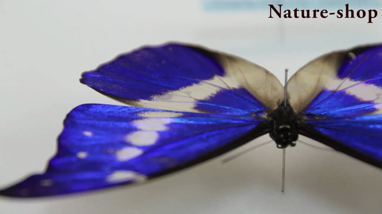 maxresdefault.jpg?sqp=-