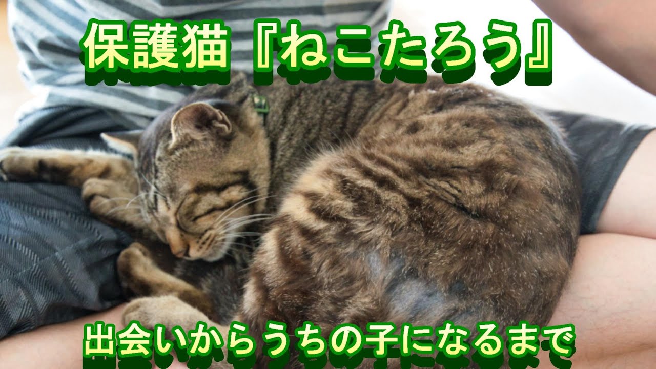 保護猫ねこたろうチャンネル - YouTube