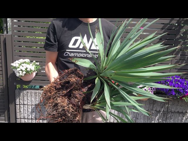 ユッカグロリオーサの芋を埋めて400日でどこまで育つかの実験 - YouTube