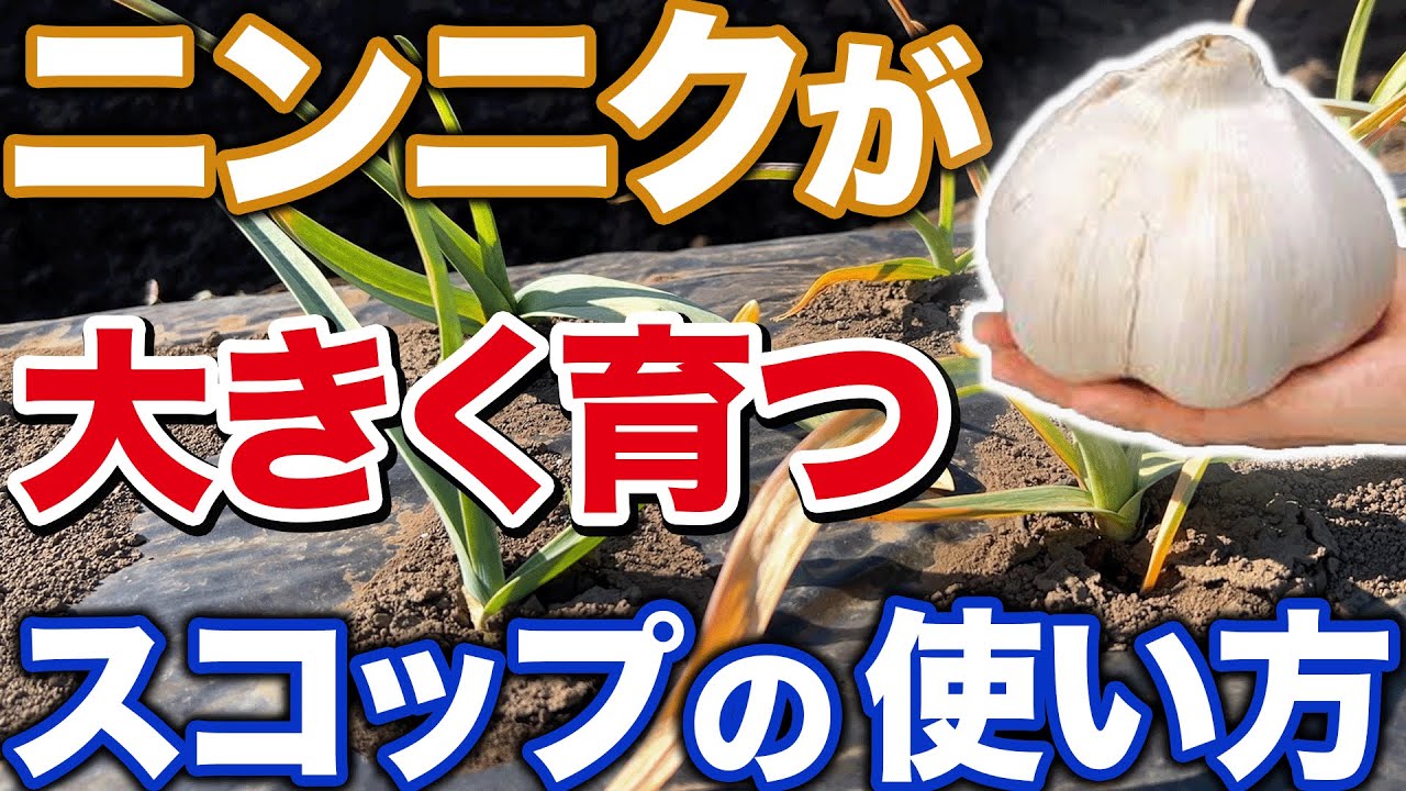 Secret item] Doing XX in the soil will help you harvest large