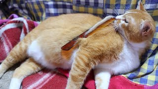 ぼーぶらっしんぐ 250413 - YouTube