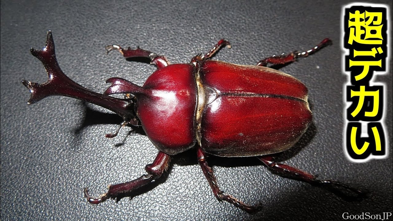 自己ギネス更新！【昆虫採集・カブトムシ・クワガタ】 - YouTube