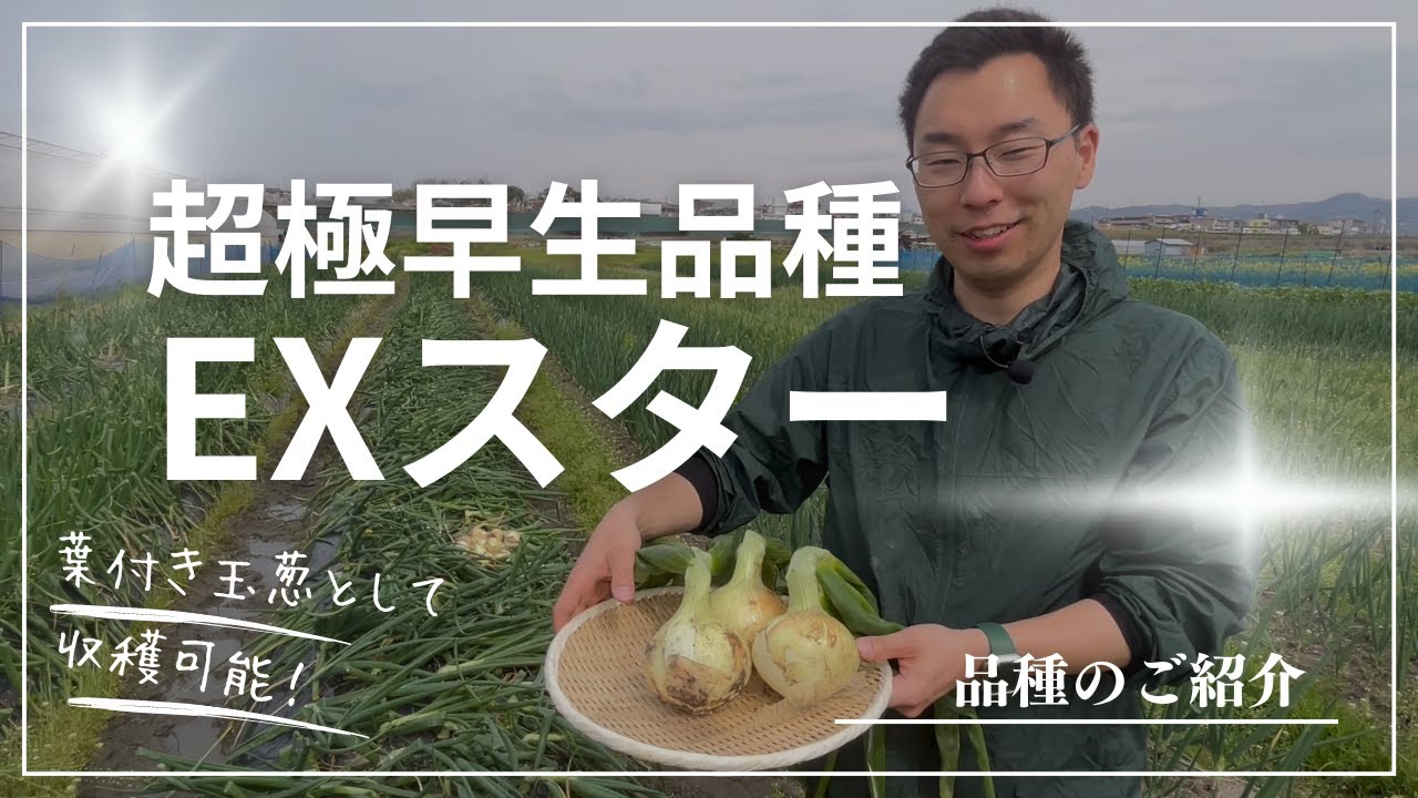 高田種苗オンライン / 超極早生玉葱品種 EXスター