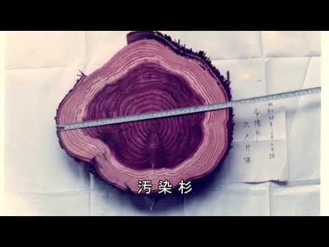 Yoshino River, the mother river of my hometown - YouTube