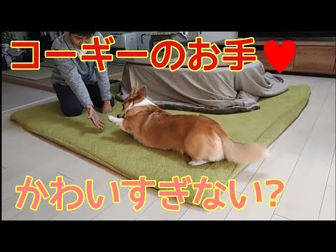 コーギーと仲間たち - YouTube