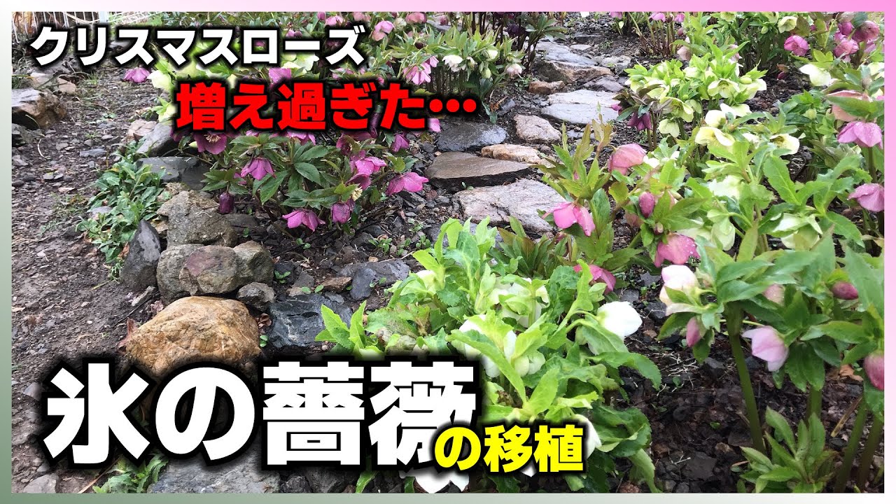 どうしたら…】増えすぎてしまったクリスマスローズの株分けと植え付け