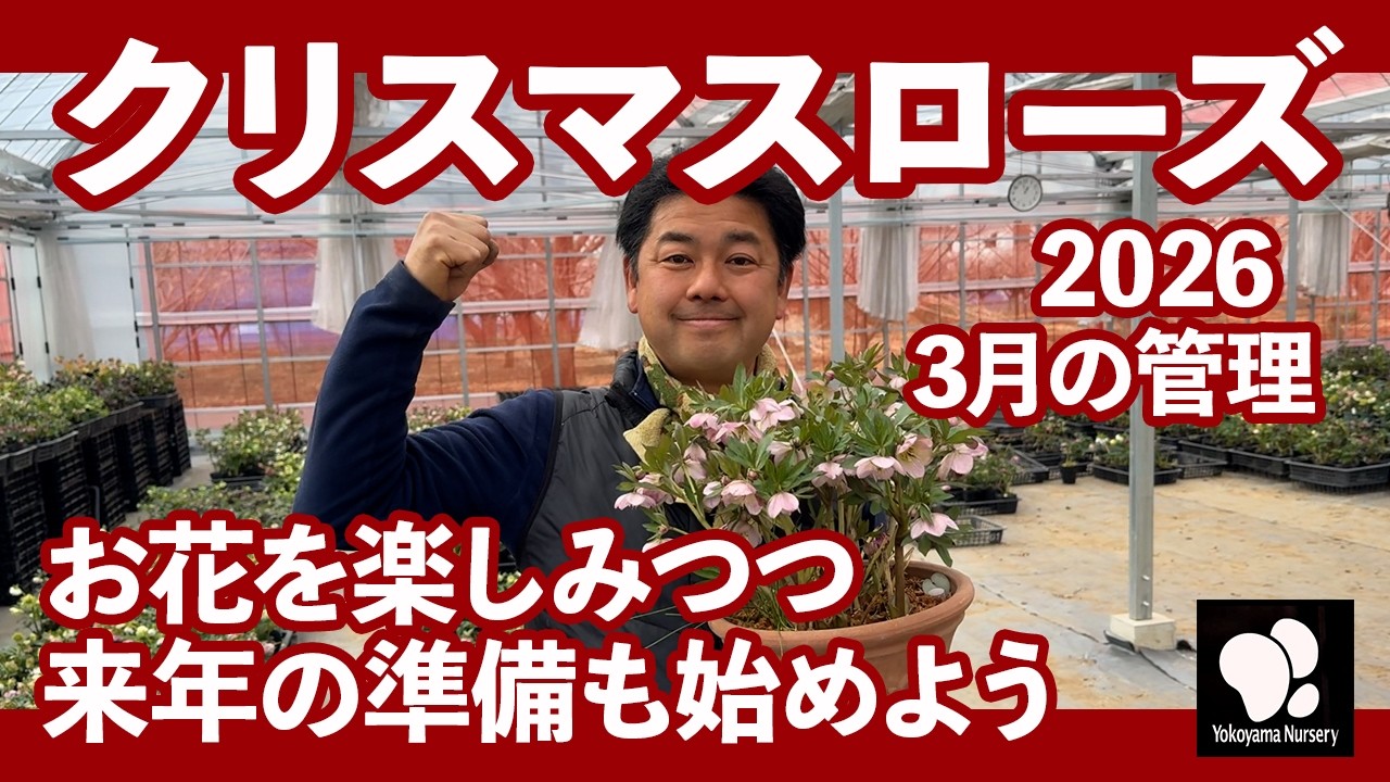 この植物に注意】5月買っておかないと損する植物教えます 【カーメン君