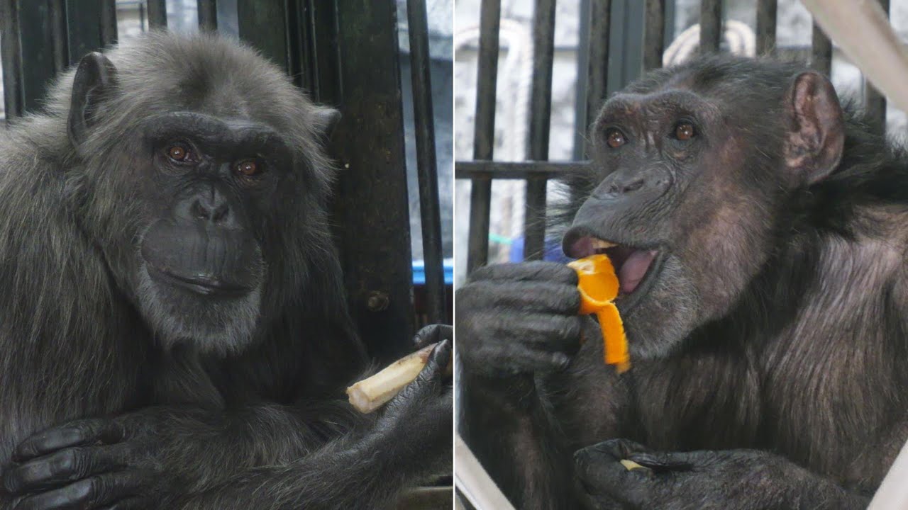 Very charming Sakura and One-of-a-kind silver chimpanzee KakoEvil