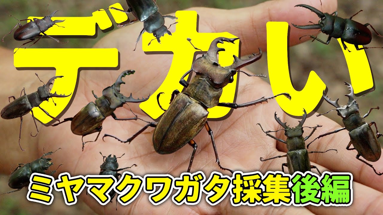 採集禁止!!】超貴重なミヤマクワガタ！？【ミクラミヤマクワガタ