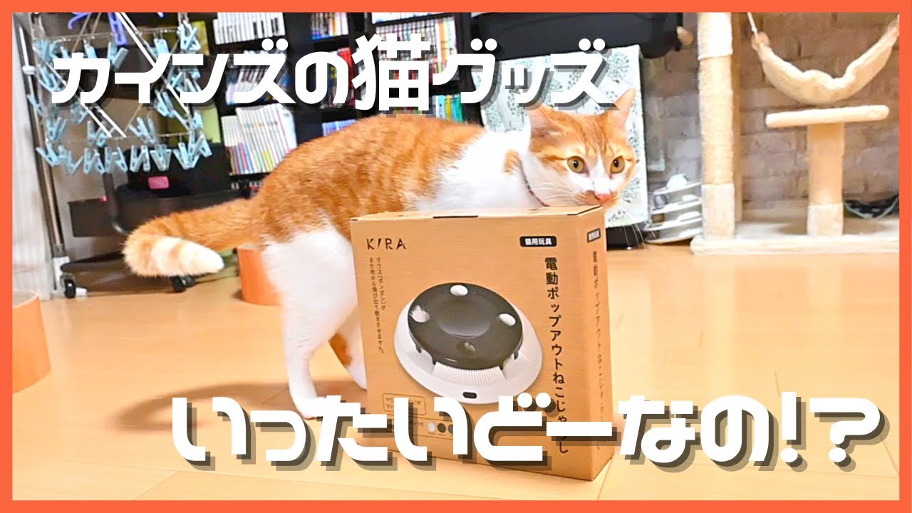 カインズで買った電動ねこじゃらし！猫ちゃん発狂！？ - YouTube
