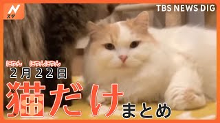 猫の日】にゃあ！！ふわふわのネコ ／ 犬に猫パンチ ／ ねこvsセミ