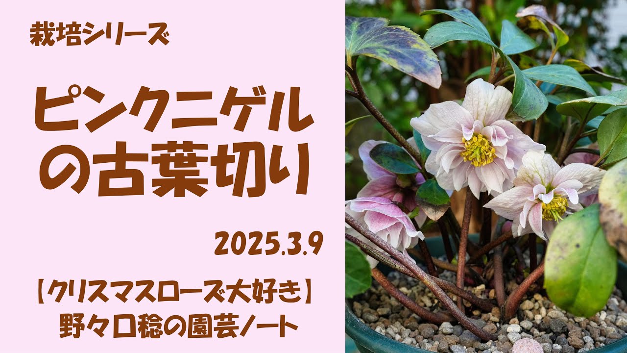 2025.3.9 Cutting old leaves of Pink Nigel - YouTube